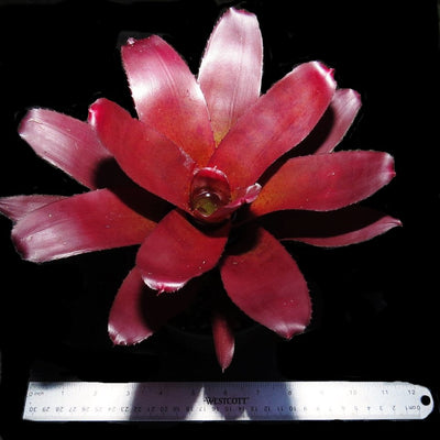 Neoregelia fluminensis cv 'Brazil'