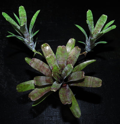 Neoregelia pauciflora 'Purple'