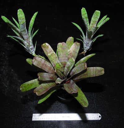 Neoregelia pauciflora 'Purple'