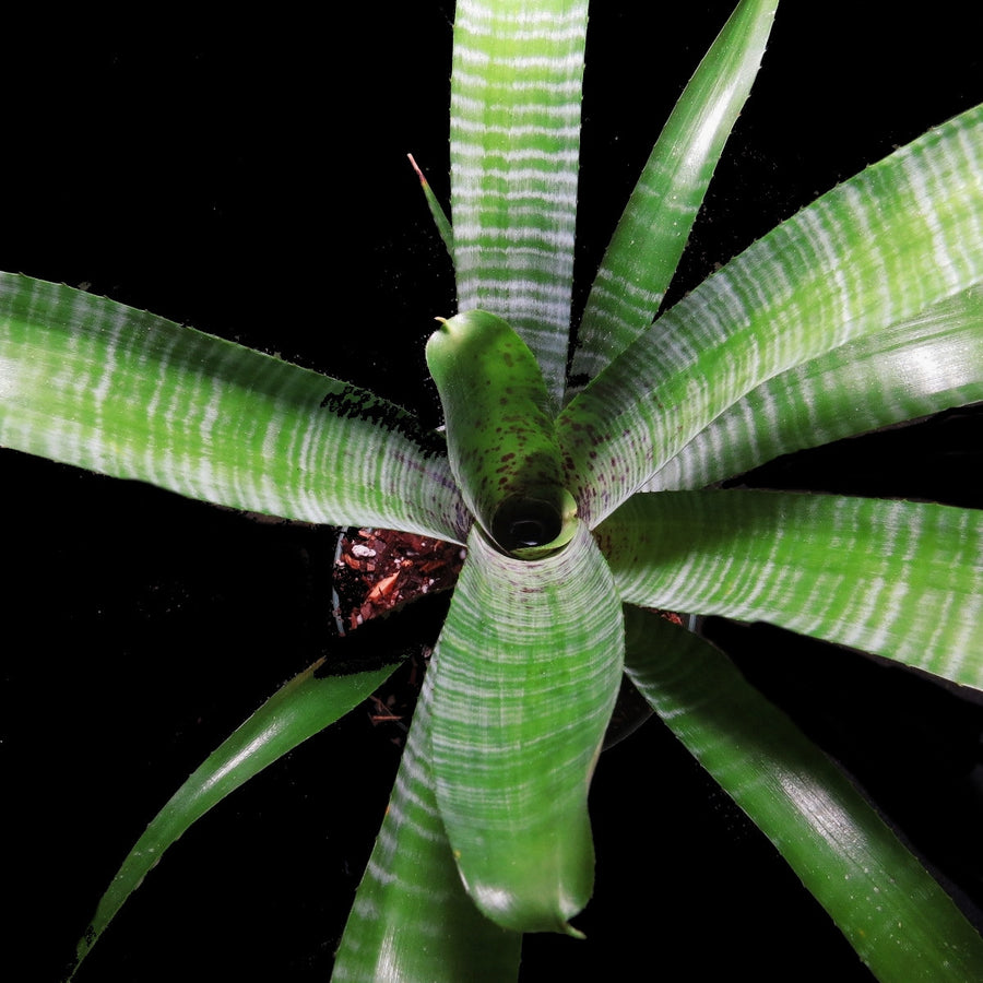 Neoregelia pauciflora 'Large Form'