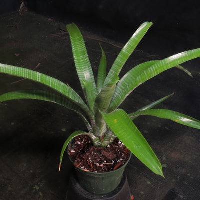 Neoregelia pauciflora 'Large Form'