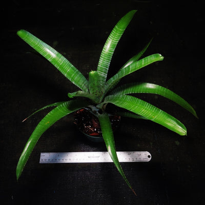 Neoregelia pauciflora 'Large Form'