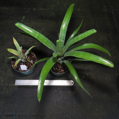 Neoregelia pauciflora 'Large Form'