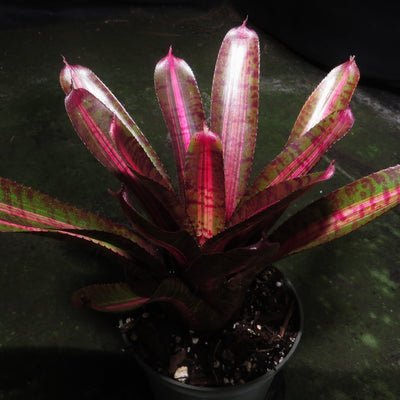 Neoregelia punctatissima 'Variegated'