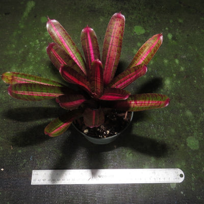 Neoregelia punctatissima 'Variegated'