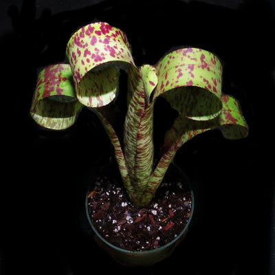 Quesnelia marmorata 'Tim Plowman'