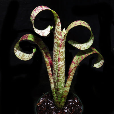 Quesnelia marmorata 'Tim Plowman'