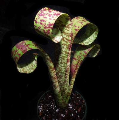 Quesnelia marmorata 'Tim Plowman'