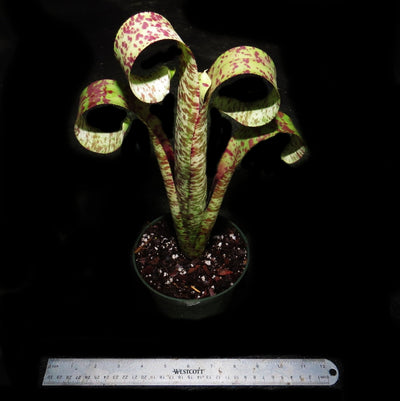 Quesnelia marmorata 'Tim Plowman'