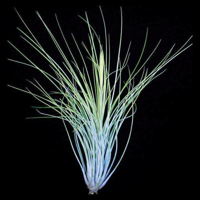 Tillandsia-juncea