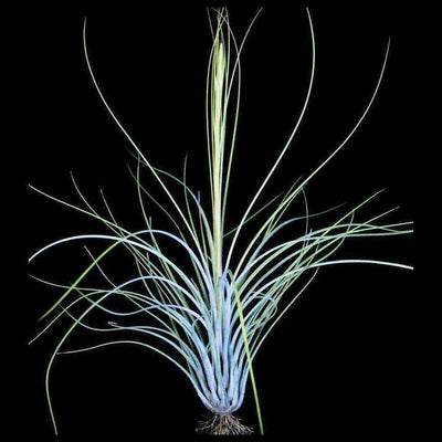 Tillandsia-juncea