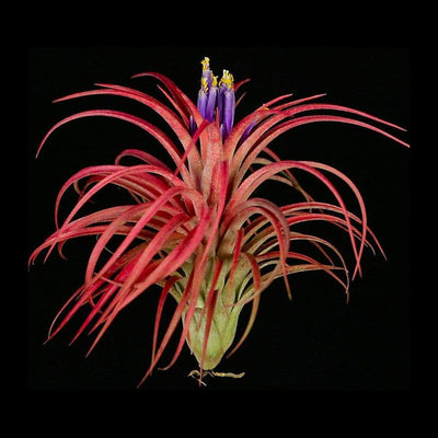 Tillandsia 'Victoria'