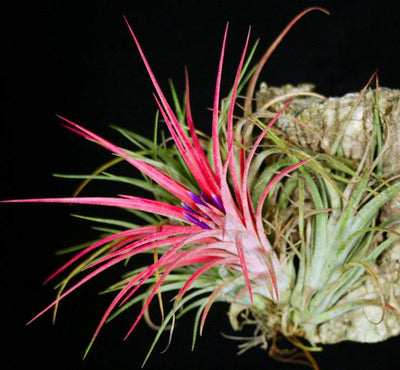 Tillandsia 'Victoria'