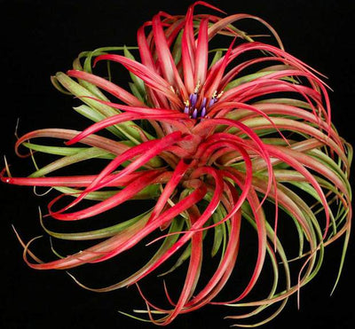 Tillandsia brachycaulous