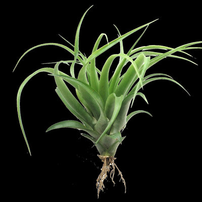 Tillandsia brachycaulous