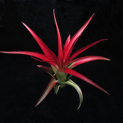 Tillandsia brachycaulous abdita