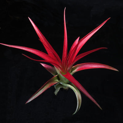 Tillandsia brachycaulous abdita