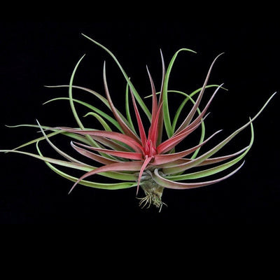 Tillandsia brachycaulous velutina