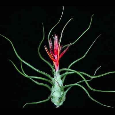 Tillandsia bulbosa Belize 'Red Form'