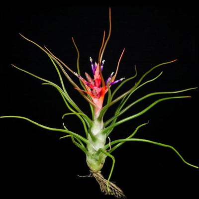 Tillandsia bulbosa Belize 'Red Form'