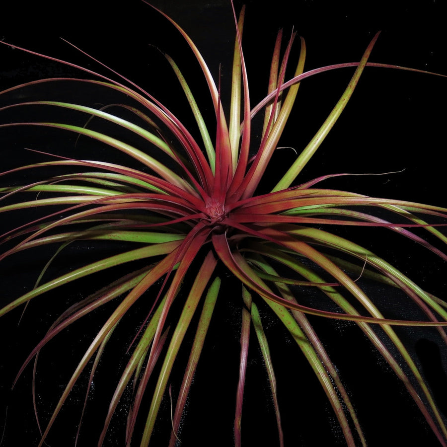 Tillandsia capitata 'Moroon'