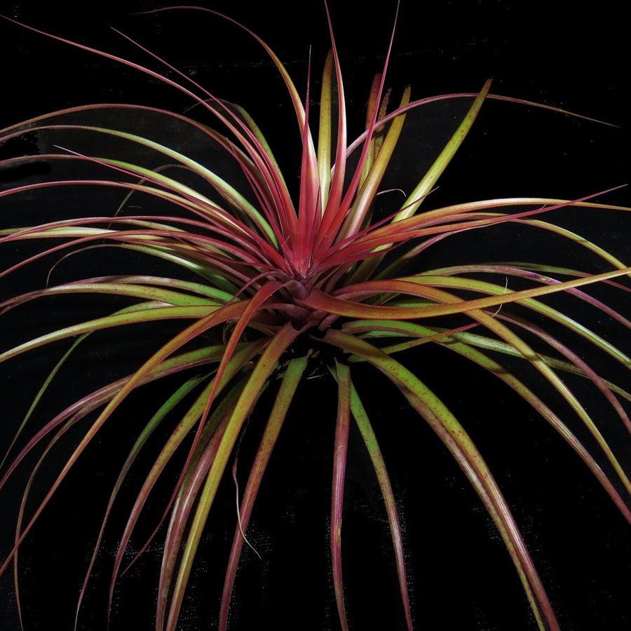 Tillandsia capitata 'Moroon' -  LARGE