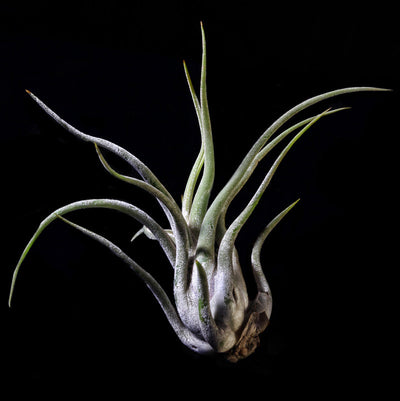 Tillandsia caput-medusae