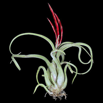 Tillandsia caput-medusae
