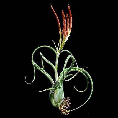 Tillandsia caput-medusae