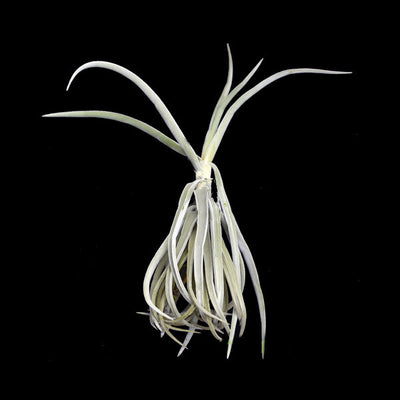 Tillandsia duratii