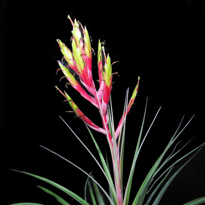 Tillandsia fasiculata Red Bract (large form)