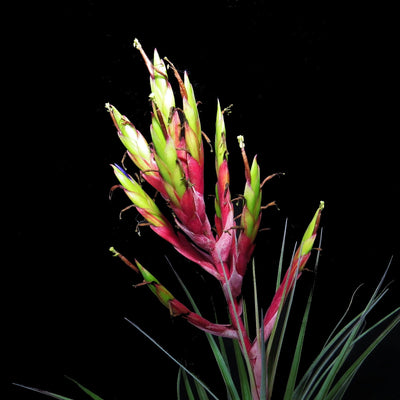 Tillandsia fasiculata Red Bract (large form)