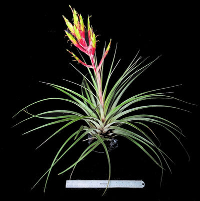 Tillandsia fasiculata Red Bract (large form)