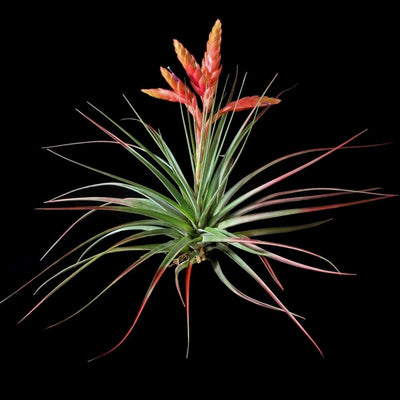 Tillandsia fasiculata 'Tropiflora'