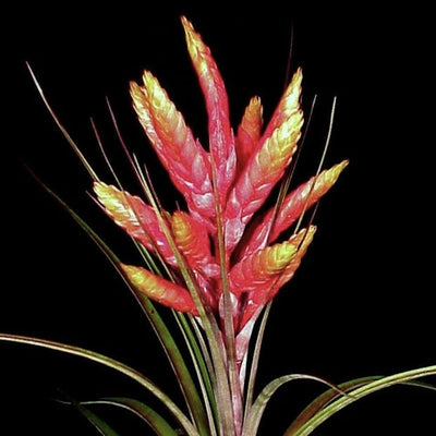 Tillandsia fasiculata 'Tropiflora'