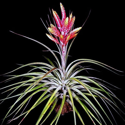 Tillandsia fasiculata 'Tropiflora'