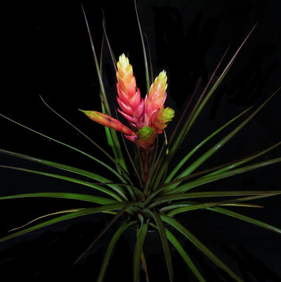 Tillandsia fasiculata 'Tropiflora'