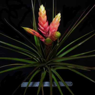 Tillandsia fasiculata 'Tropiflora'