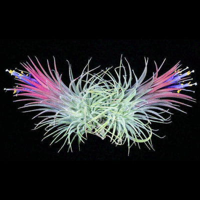 Tillandsia ionantha 'Guatemala Select'