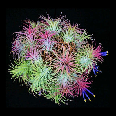 Tillandsia ionantha 'Guatemala Select'