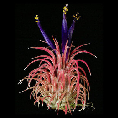 Tillandsia ionantha Mixed Assortment-One Plant