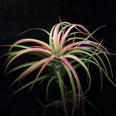 Tillandsia 'Victoria'