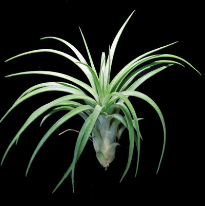 Tillandsia 'Victoria'