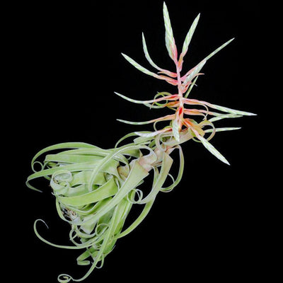 Tillandsia streptophylla