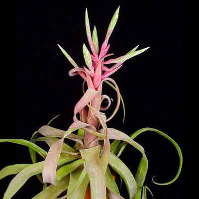 Tillandsia streptophylla
