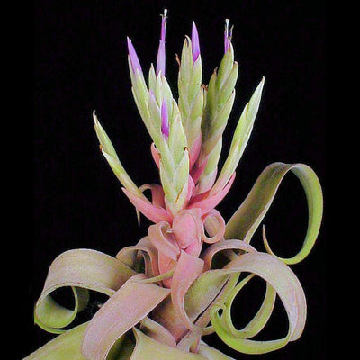 Tillandsia streptophylla