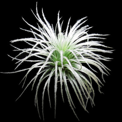 Tillandsia tectorum
