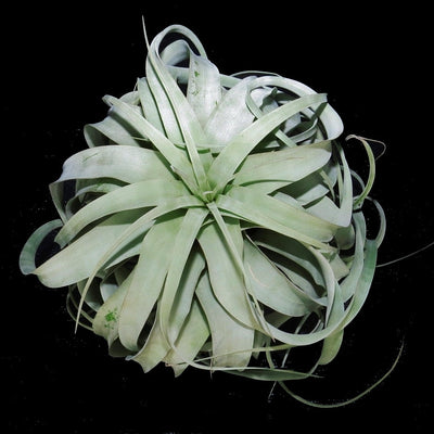 Tillandsia xerographica