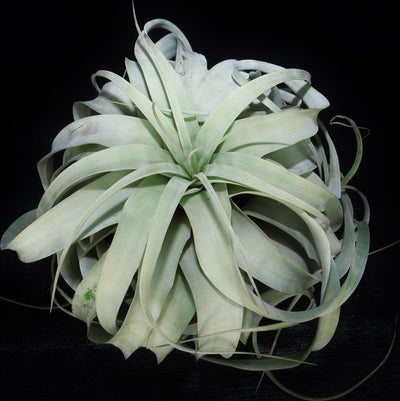 Tillandsia xerographica