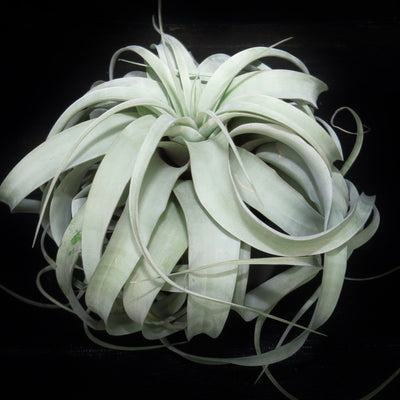 Tillandsia xerographica